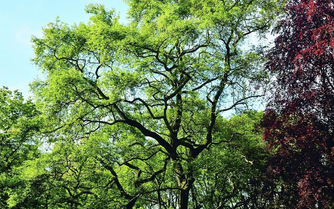 L’arbre remarquable du mois: le platane d’Orient du domaine de Penthes!